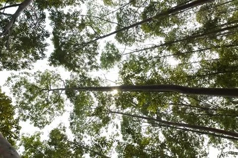 The towering Leda tree or Eucalyptus deglupta is a tall tree species, commo.. Stock Photos