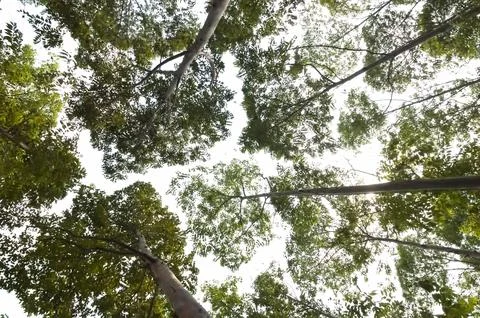 The towering Leda tree or Eucalyptus deglupta is a tall tree species, commo.. Stock Photos