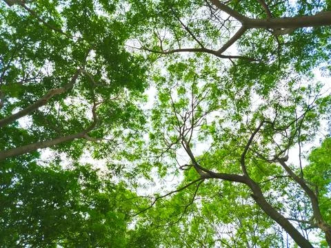 The towering Leda tree or Eucalyptus deglupta is a tall tree species, commo.. Stock Photos