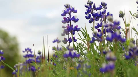 Towering lupines Stock Footage 55012632