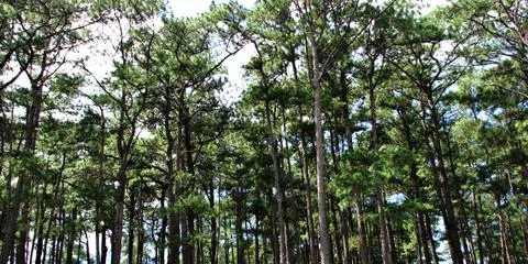 Towering Lush Pine Trees on a Forest Foto stock