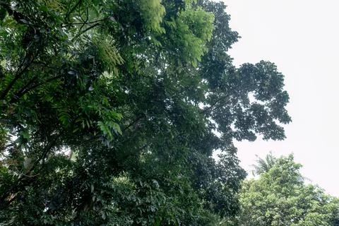Towering lush tree with dark crown silhouette against the sky Stock Photos