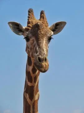 Towering Majesty Stock Photos