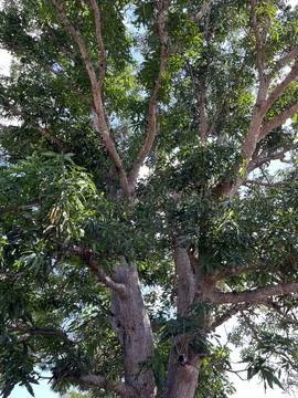 A towering mango tree in the yard Stock-Fotos