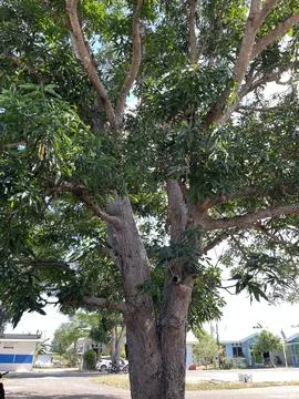 A towering mango tree in the yard Stock Photos