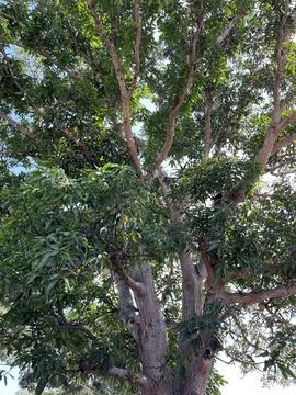 A towering mango tree in the yard Stock Photos