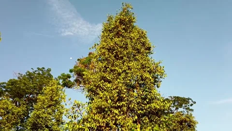 The towering melinjo tree Video stock 310183875