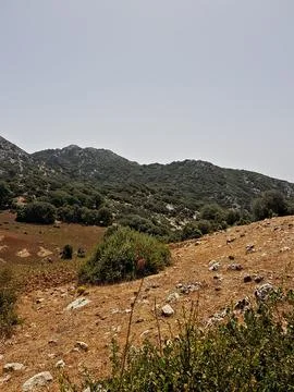 A towering mountain scene dominated by a cluster of mature oak trees perched 스톡 사진