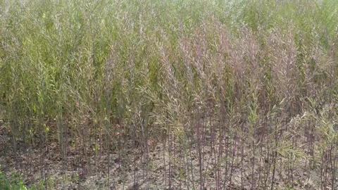 Towering Mustard Stalks Vidéo 333914734
