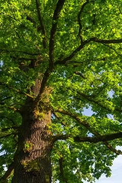 Towering oak tree seen from below, with dense green foliage illuminated by su Stock Photos