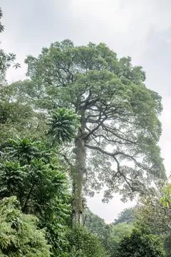 Towering Old Tree with a Vast Spreading Crown Stock Photos