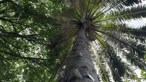 Towering palm tree looking up to the sky Stock Footage 335287785