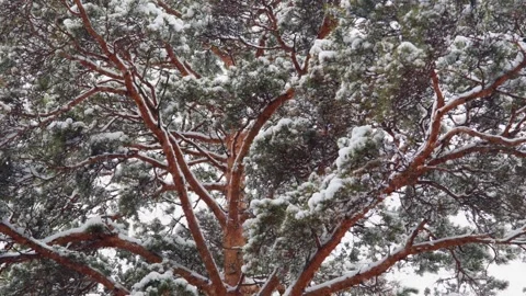 Towering pine, snow-dusted, stands serene against soft, white sky Stock Footage 331988943
