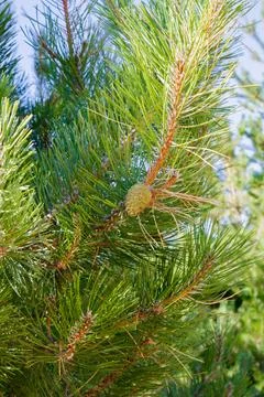 A towering pine tree, adorned with a developing cone, stands proudly amid l.. Stock Photos
