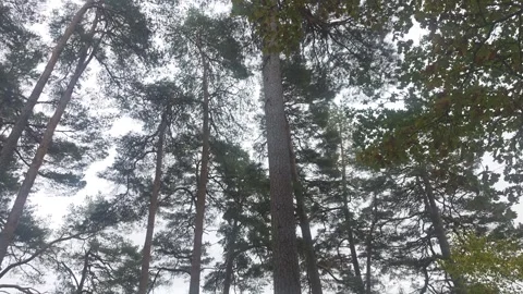 Towering Pine Tree Crowns Swaying Autumn Sky Stock Footage 347906251