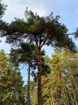 A towering pine tree reaches for the sky Stock Photos