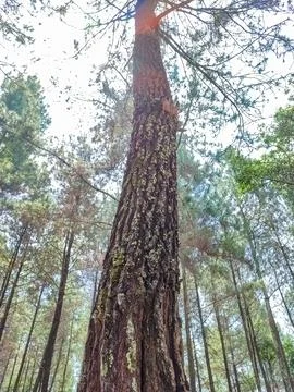 A towering pine tree with a rough, textured bark stands tall in a dense fores Stock Photos