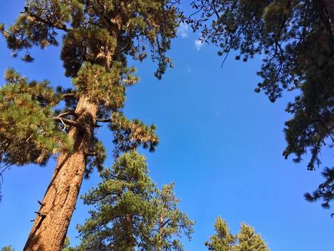 Towering Pine Trees Against Blue Sky Stock Photos