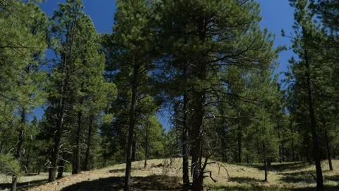 Towering pine trees bending in the wind Stock Footage 130796446