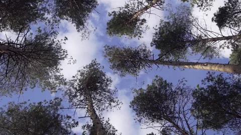 Towering Pine Trees Stock Footage 91016200