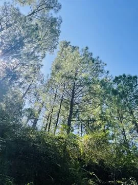 Towering Pine Trees Reaching for the Clear Blue Sky Stock Photos