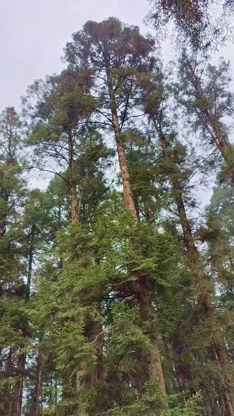 Towering pine trees reaching for the sky Video stock 337055900