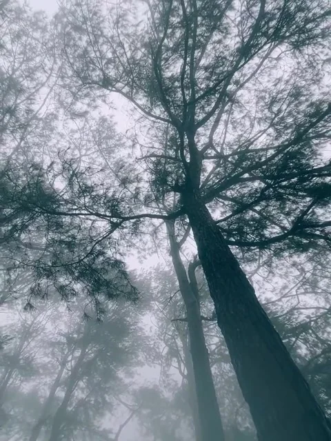 Towering Pine Trees Silhouetted in a Dense Foggy Forest 库存影片 342264304