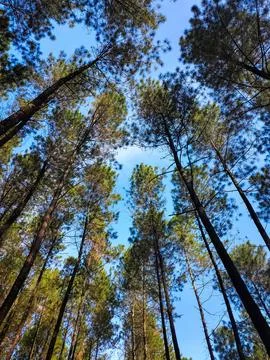Towering Pine Trees under Bright Sky Foto stock