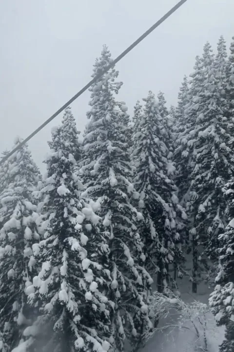 Towering Pines Wrapped Deeply In Heavy Snow Stock Footage 321180914