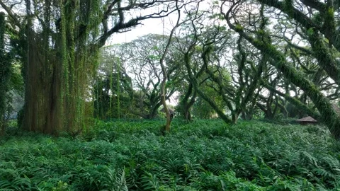 Towering Rain Trees and Dense Greenery in De Djawatan Forest near Banyuwangi 스톡 동영상 334200566