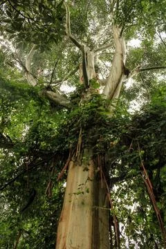 A towering rainforest tree enveloped in lush green vines Stock Photos