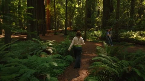 Towering redwood tree with gaping hole and woman exploring beneath Stock Footage 345378887
