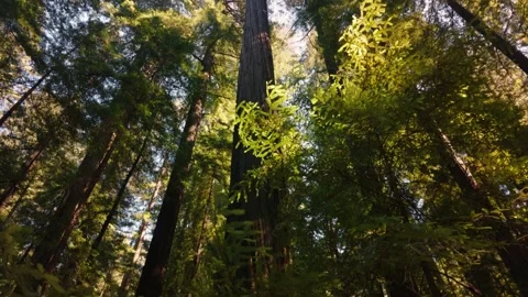 Towering redwood tree with gaping hole and woman exploring beneath Stock Footage 345378900