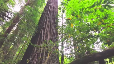 Towering Redwood Trees in Emerald Ridge and Tall Trees Trail, Redwood National P Stock Footage 332412321
