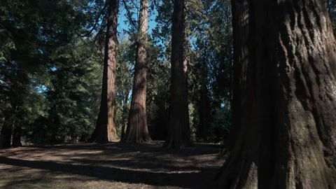 Towering Redwood Trees in Sunlit Forest Grove Stock Footage 332683090