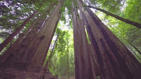 Towering Redwoods on the Emerald Ridge and Tall Trees Trail Stock Footage 332412612