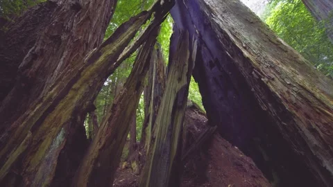 Towering Redwoods on the Emerald Ridge and Tall Trees Trail, Redwood National Pa Stock Footage 332417457