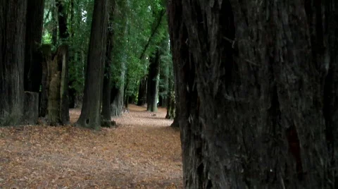 Towering Redwoods Stock Footage 846177