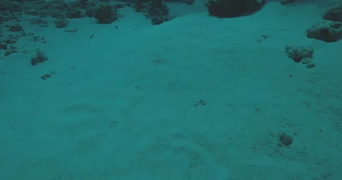 Towering Reef Stock Footage 280102528