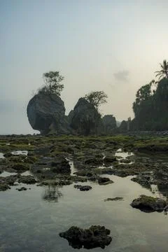 Towering rock formations with growing trees at a tropical beach during low tide. Stock Photos