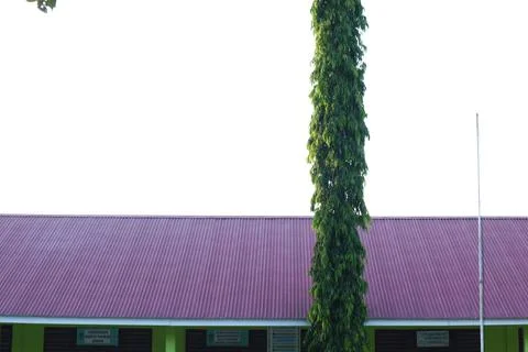 A towering sentinel tree guards the facade of an Indonesian building Foto stock