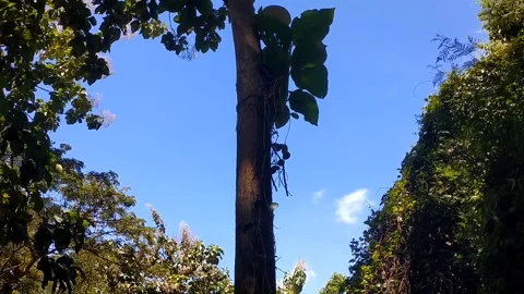 Towering Sentinel Under the Sun Stock Footage 330586652