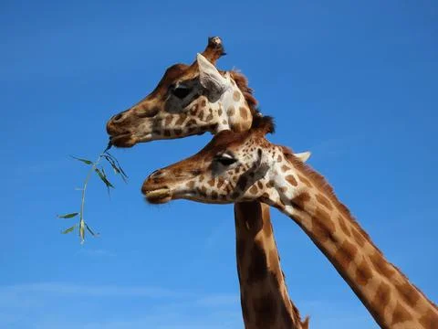 Towering Snack Time Stock Photos