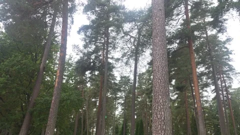 Towering straight pine trunks reaching into forest canopy under overcast sky Stock Footage 347589672