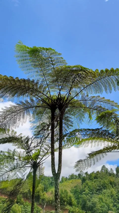 Towering tall trees 스톡 동영상 290512475