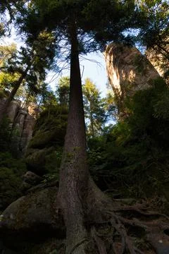 Towering Tree in Forested Landscape Stock Photos