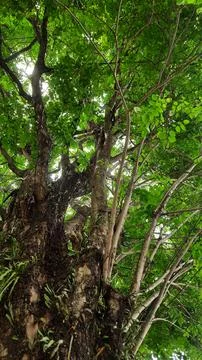 Towering Tree in Green Canopy Foto stock