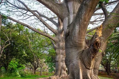 Towering tree with a massive trunk and spreading branches Фото