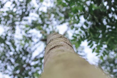 Towering tree Stock Photos