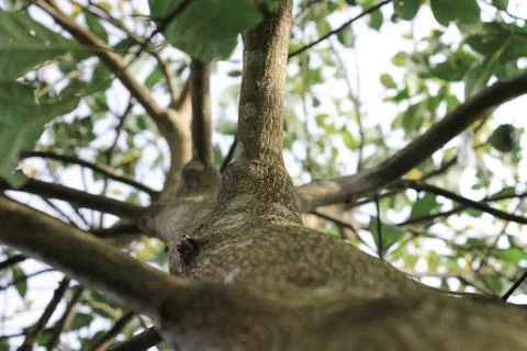 Towering tree Stock Photos